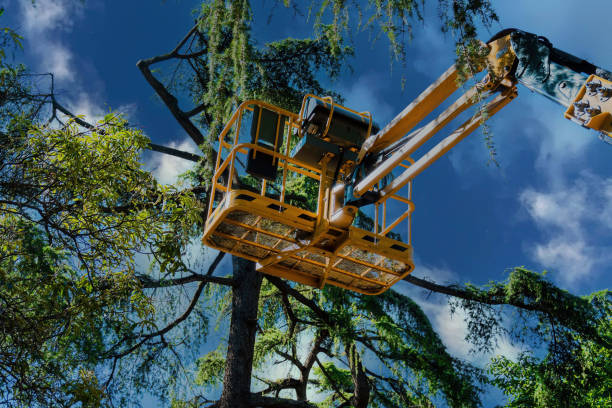 The Steps Involved in Our Tree Care Process in Three Rivers, CA